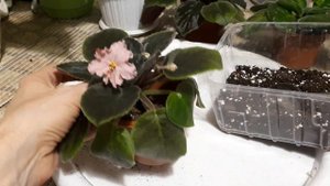 Полив пропущен! Как сохранить Фиалку?