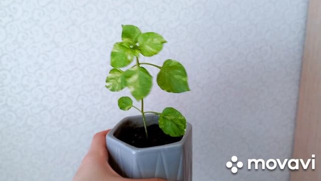 Комнатные растения. Мои новинки комнатных растений.  #комнатныерастения #комнатныецветы#фикусы
