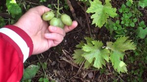 Виноградник 01 09 2014