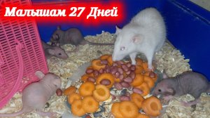 Деткам домашних крыс Кузи и Дуси 27 дней.