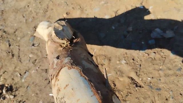 на берегу Камы мы нашли дерево срубленное бобром смотреть онлайн