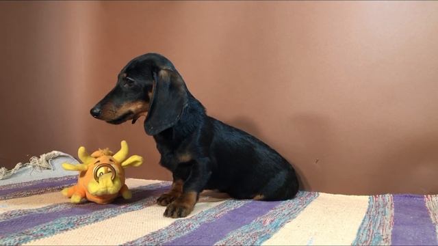 Авеста Вива Чип, кроличья гладкошерстная такса, 4 месяца смотреть онлайн