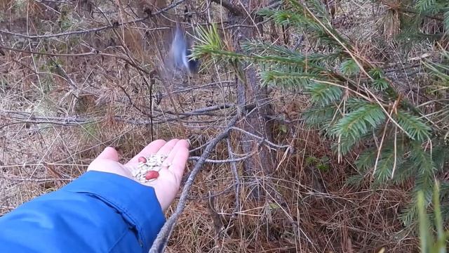 Большая синица набралась смелости 2 ноября смотреть онлайн