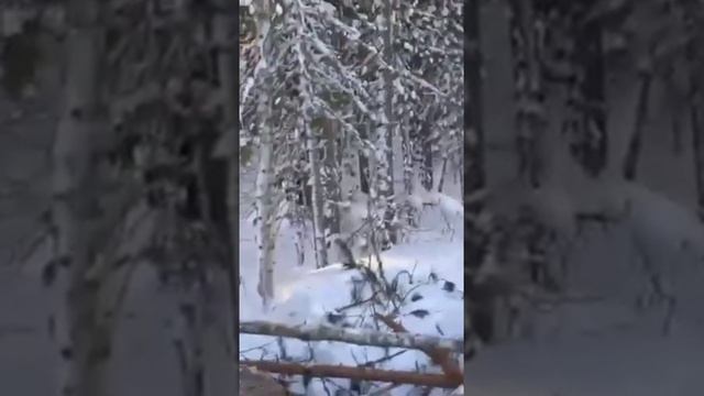 в ХМАО РАЗБУДИЛИ медведей #чтоделать опасно DANGER DANGER HELP