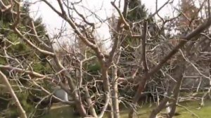 СЛИВА. ОБРЕЗКА СЛИВЫ.  Низкая крона, высокий урожай.