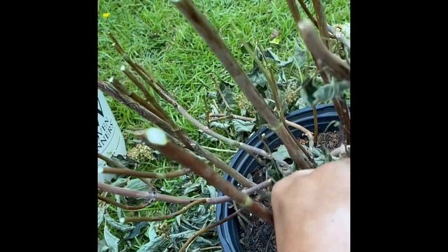 Recovery of 15 Lime Rickey Hydrangeas How To смотреть онлайн