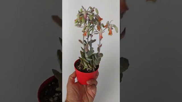 Bryophyllum Fedtschenkoi Kalanchoe Sukulent Lavanta Tarakları 8.5 cm Kırmızı Saksıda