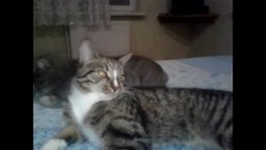 Котики мои )))