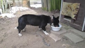 Пират ест сырую курочку с кашей. Или - как правильно кормить собак.