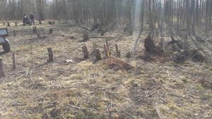 Корчевание пней минитрактором