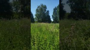 Ярославская область,Брейтовский район,село Прозорово, деревня Холопово