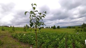 Груша "Просто Мария" Обзор сорта. Саженец. #груша,#грушаПростоМария,#сад.