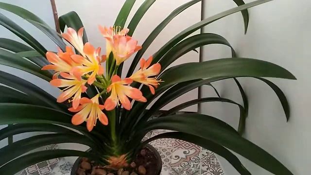 КЛИВИЯ.Почему не цветет кливия? смотреть онлайн