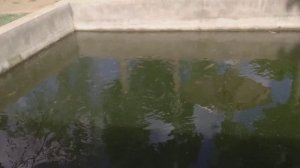 Тилапия рыбоводство