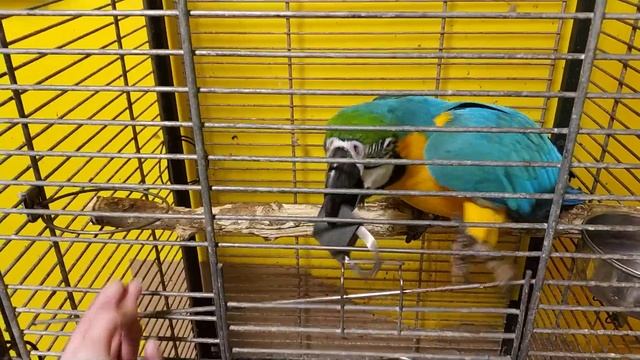 попугай ара сломал клетку смотреть онлайн