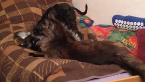 Мейн-кун VS цвергшнауцер