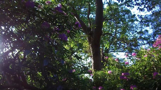 The Stolen Child WB Yeats Howth смотреть онлайн