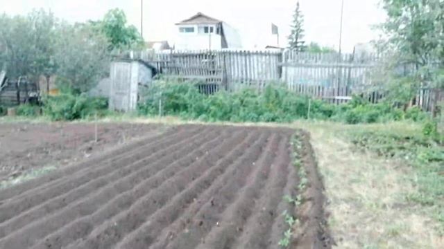 Самый ленивый способ выращивания томатов." Ползучие помидоры"
