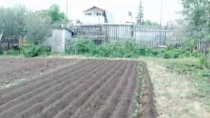 Самый ленивый способ выращивания томатов." Ползучие помидоры"
