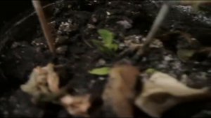 Эустома. Выращивание эустомы зимой в домашних условиях