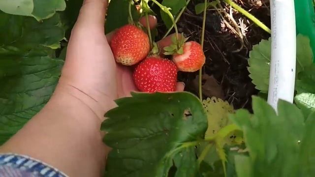 Земляника садовая крупноплодная Азия