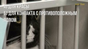 Что Вы знаете о кошках? Почему коты делают это...