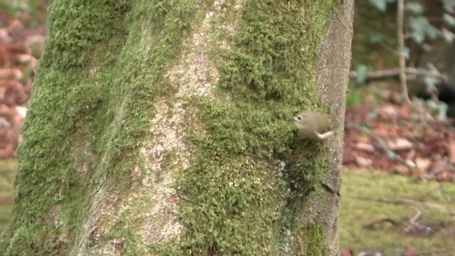 Желтоголовый королек Regulus regulus смотреть онлайн