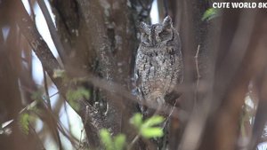 Animal Planet in 8K ULTRA HD & 8K TV