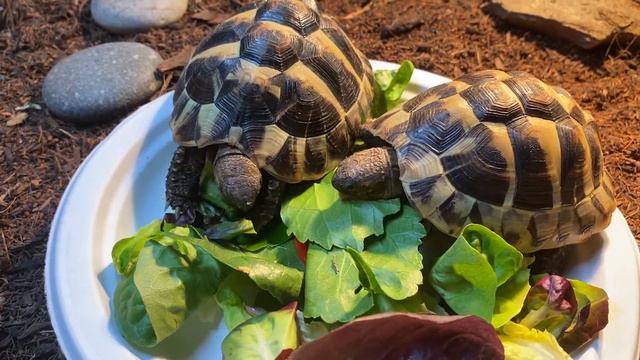 ASMR Tortoises Eat Hibiscus Leaves, Red Bell Pepper and Crunchy Salad