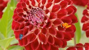 Георгина помпонная Джоуи Джошуа (jowey joshua) ? обзор: как сажать, луковицы георгины Джоуи Джошуа