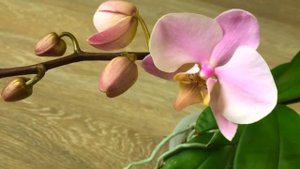 НОВОГОДНЕЕ начало цветения ОРХИДЕИ Салинас в чем отличие от фаленопсиса Ченгду