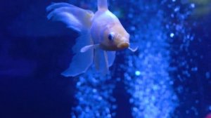 Aquarium 4K VIDEO (ULTRA HD) - Beautiful Coral Reef Fish - Sleep Relaxing Meditation Music #1