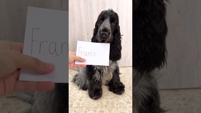 Dogs Predict France vs Morocco World Cup Semi-final Game смотреть онлайн