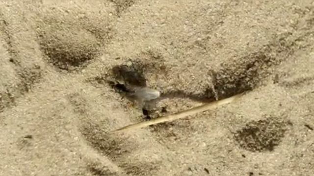 муравиная колония с нуля  совместное видео с  myraveykakoyto