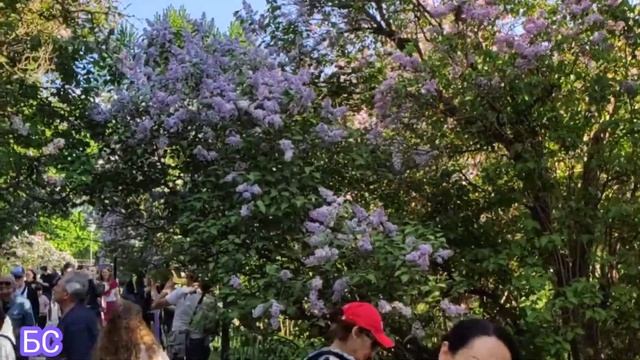 Сиреневый Сад в Москве. Цветение сирени! #москва #2021 смотреть онлайн