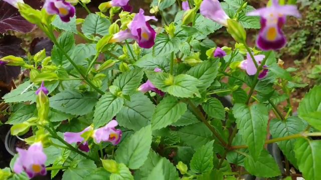 Torenium plant care/കാക്കപ്പൂ പരിപാലനം смотреть онлайн