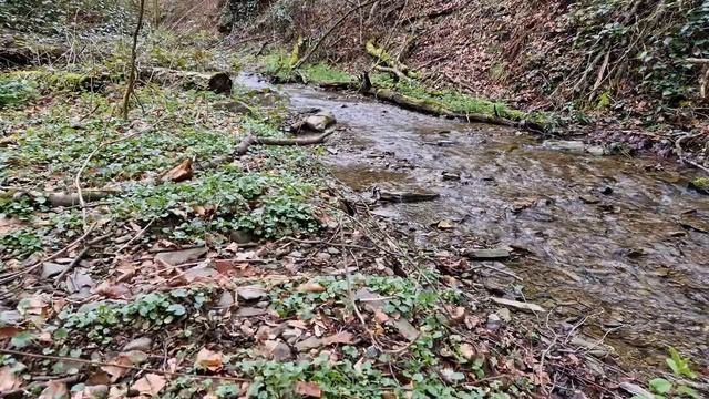 Приятный звук ручья и пение птиц для релаксации, сна. Звуки природы чтобы расслабиться и уснуть. смотреть онлайн