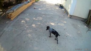 Натаска дратхаара! (видео от подписчика Романа)