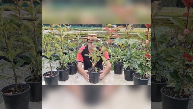 Photinia Red Robin review смотреть онлайн