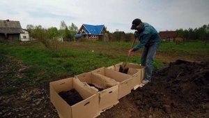 САЖАЮ КАРТОФЕЛЯ в ВЕДРО и КАРТОННЫЕ КОРОБА.  Картофель: Барс, Индиго и Салблю. Эксперты в огороде.