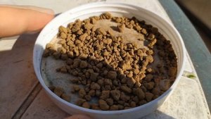 Почва для бонсай. Советы по выбору грунтовых смесей для выращивания бонсай