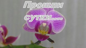 СПАСАЕМ УЦЕНЕННЫЕ ОРХИДЕИ после Мартовских праздников. Как правильно полить и ОТПОИТЬ ОРХИДЕЮ.