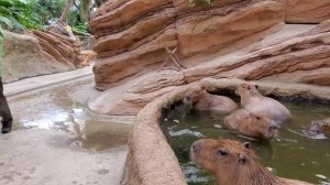 次々に飛び出すカピバラさん 飼育員さんに元に戻される。-Capybaras play a lot/Zookeeper 神戸どうぶつ王国