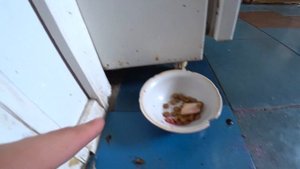 Как избавиться от муравьев в квартире