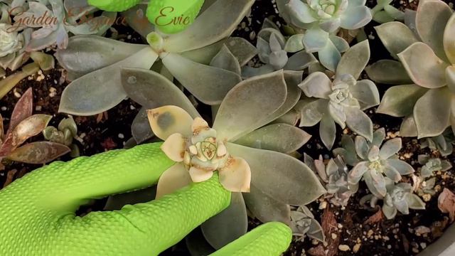 SUCCULENT MUTATION FROM VARIEGATED TO CRESTED caused by mealy bugs #77 смотреть онлайн