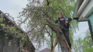 Убрали яблоню и табачные стебли. Костры на участке. Приедут ли пожарные. Наша жизнь в деревне