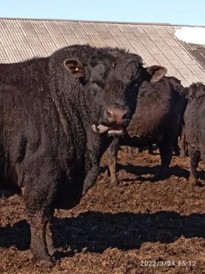 Уборка льна.MP4