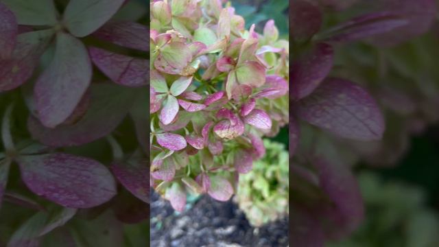 Little lime hydrangea showing it’s fall color 💚