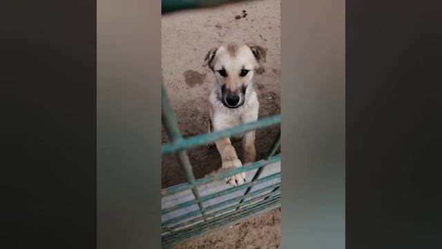 Тим ищет дом, давайте с этим ему поможем