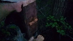 7-8 Рой, 2022. Открытие ловушки. Роеловство , Пчеловодство